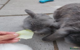 Mini Lop rabbits for sale: Mini lops looking for their forever homes - Image 4
