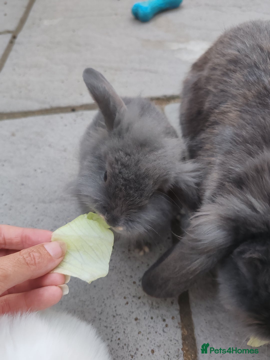 Mini Lop rabbits for sale: Mini lops looking for their forever homes - Image 4