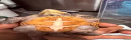 Turtle reptiles for sale: 2 male Turtles in Guildford - Advert 6