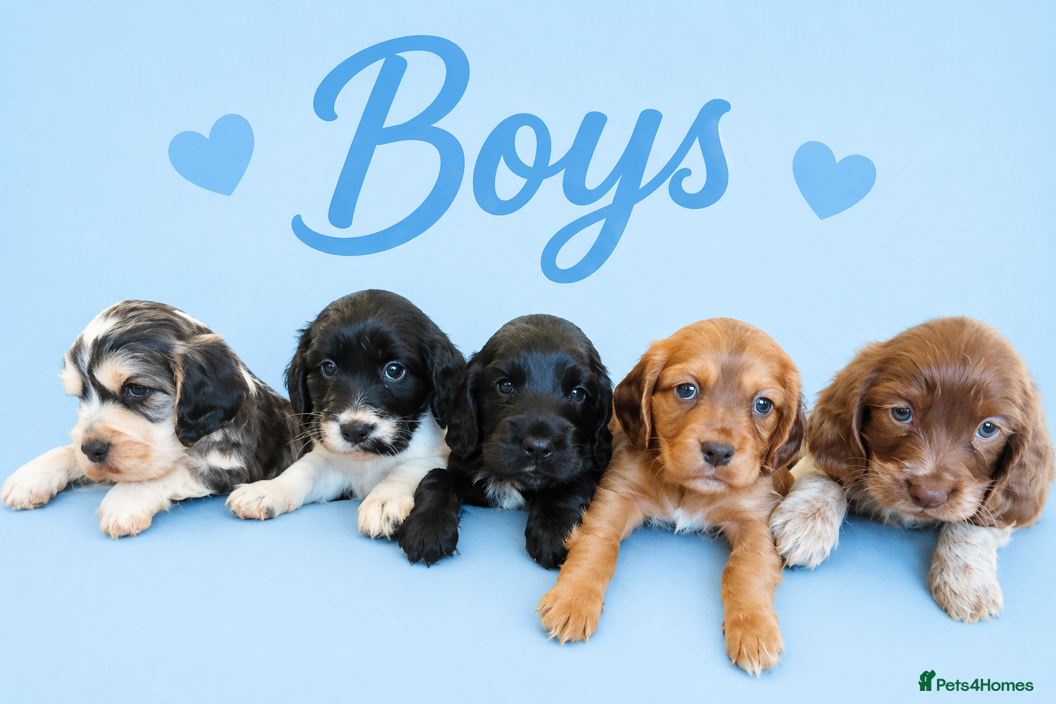Cocker Spaniel dogs ⭐️⭐️Show type cocker spaniel puppies⭐️⭐️ - Advert 11