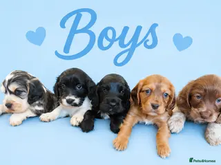 Cocker Spaniel dogs ⭐️⭐️Show type cocker spaniel puppies⭐️⭐️ - Advert 11