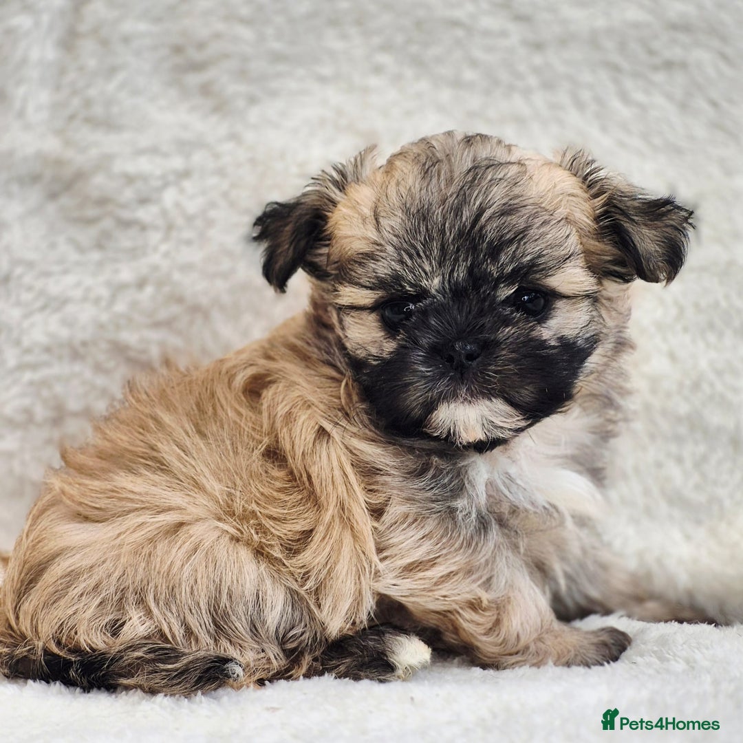 Shih Tzu dogs for sale: Gorgeous Small Imperial Shih tzu puppies READY - Image 9