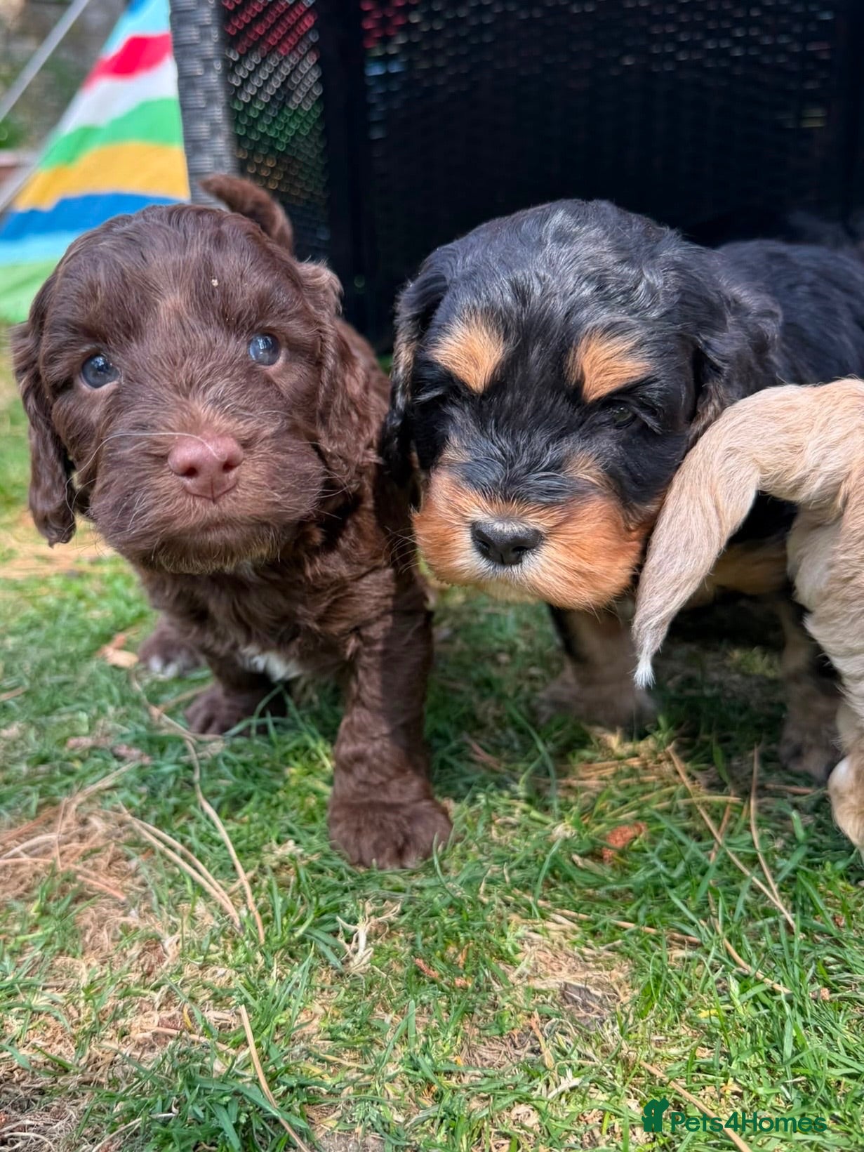 Cockapoo dogs 6 Beautiful Cockerpoos Puppies  - Advert 2