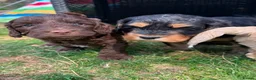 Cockapoo dogs for sale: 6 Beautiful Cockerpoos Puppies  - Advert 12