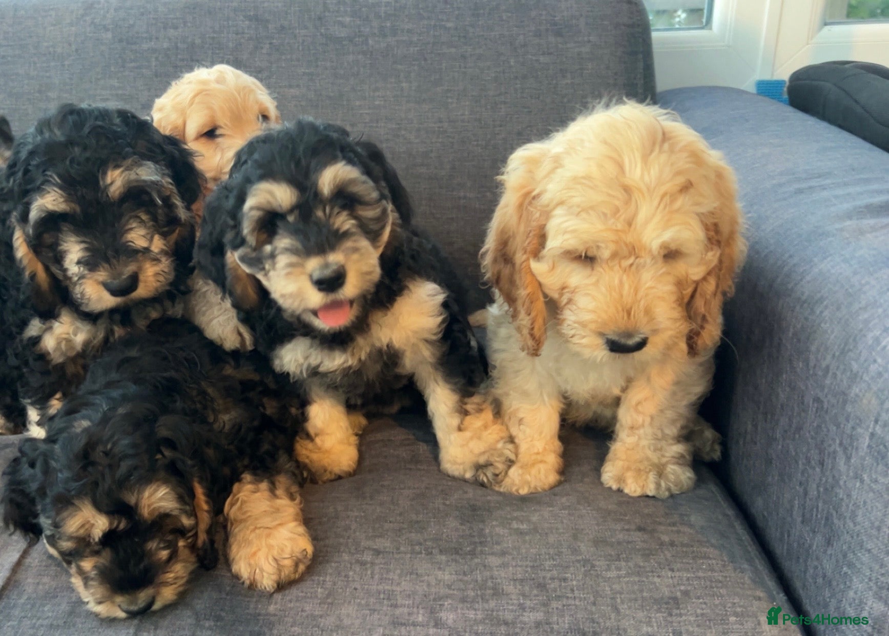 Cockapoo dogs Ready for their forever home  - Advert 18