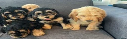 Cockapoo dogs for sale: One girl and one boy left, Ready  - Advert 1