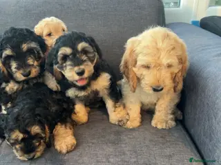 Cockapoo dogs Ready for their forever home - Advert 3