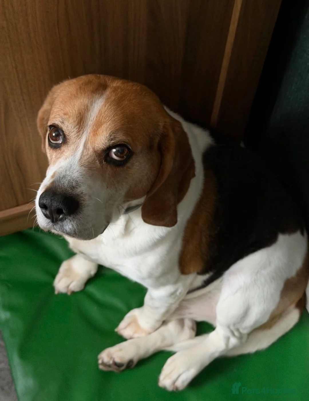 Beagle dogs for sale: Male Beagle - Advert 1