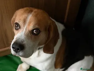 Beagle dogs Male Beagle - Advert 9