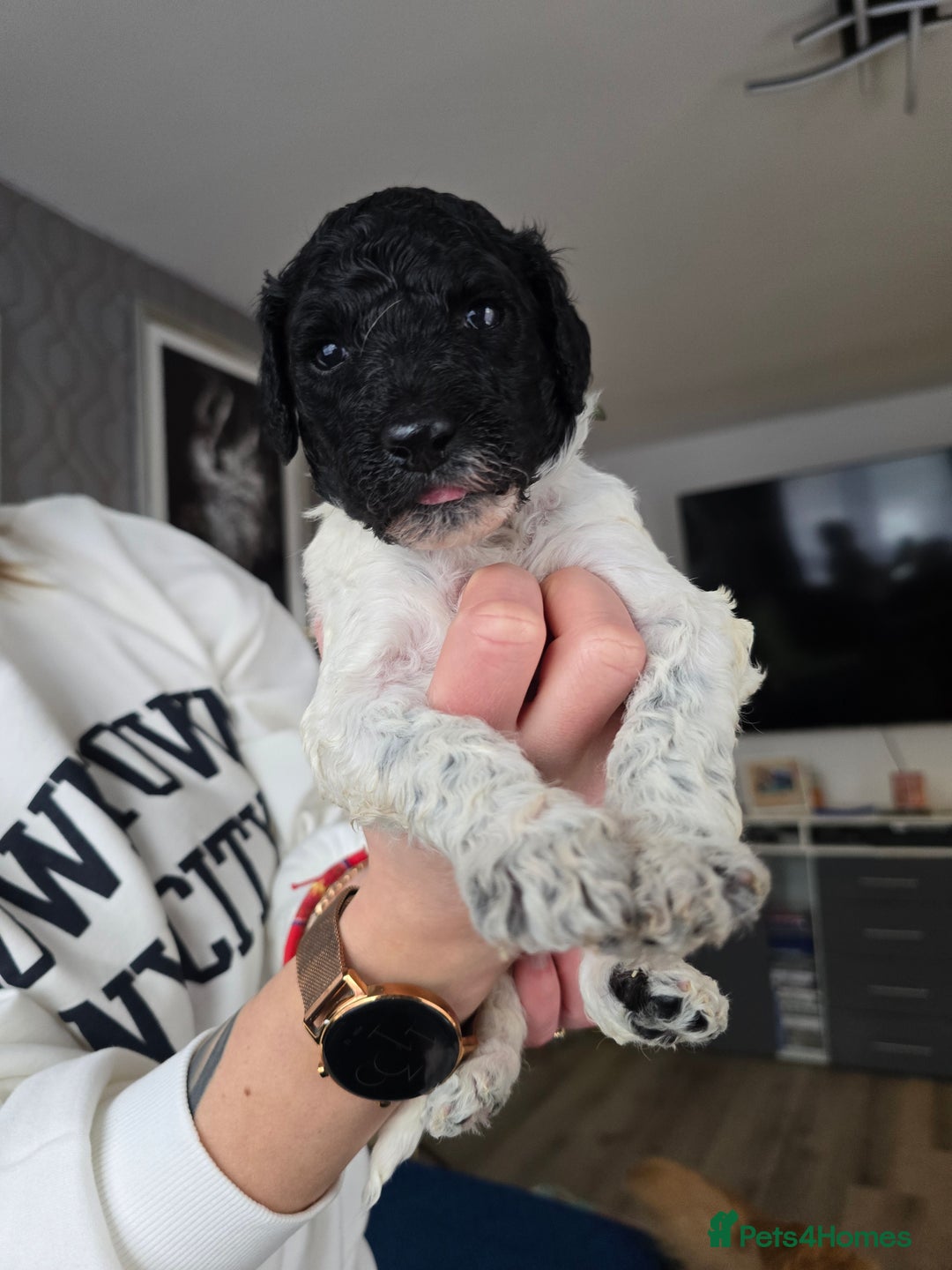 Standard Poodle dogs for sale: KC registered Standard Poodles! - Advert 4