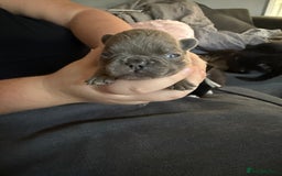 French Bulldog dogs for sale: Female French bulldog puppies - Advert 5