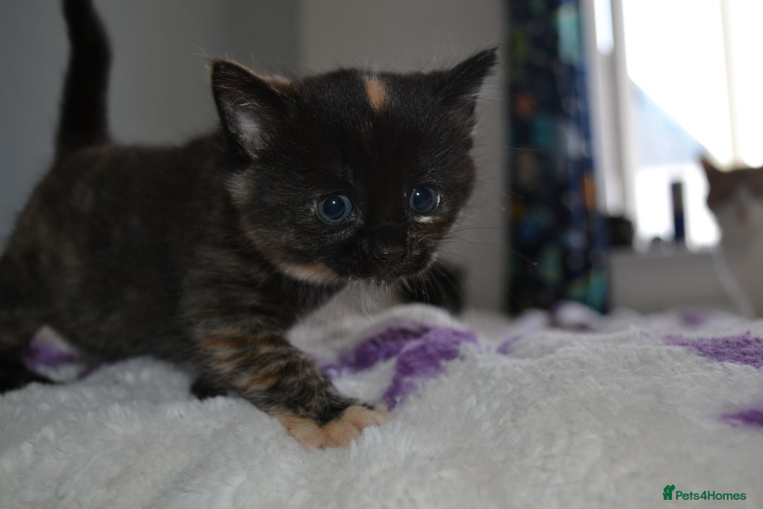 Domestic Shorthair cats for sale: 2 Male Long Hair Kittens - Image 5