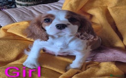 Cavalier King Charles Spaniel dogs for sale: Adorable Cavalier puppies  - Image 2