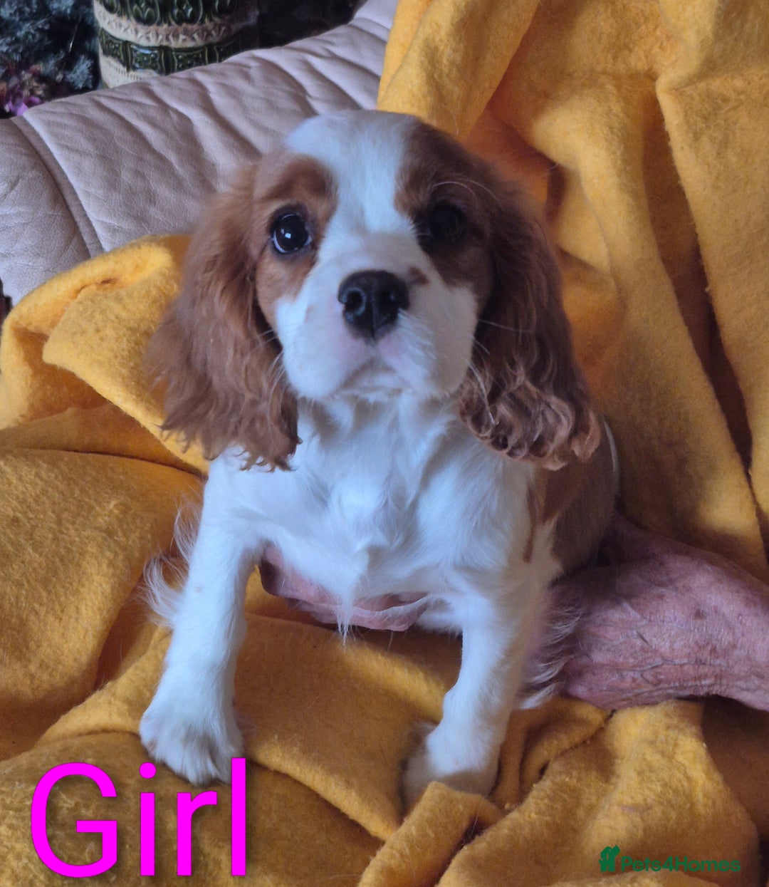Cavalier King Charles Spaniel dogs for sale: Adorable Cavalier puppies  - Image 2