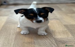 Jack Russell dogs for sale: Traditional Miniature Jack Russell Puppies! - Advert 4