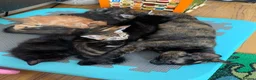 Mixed Breed cats for sale: Two black kittens for sale in Totnes - Advert 1