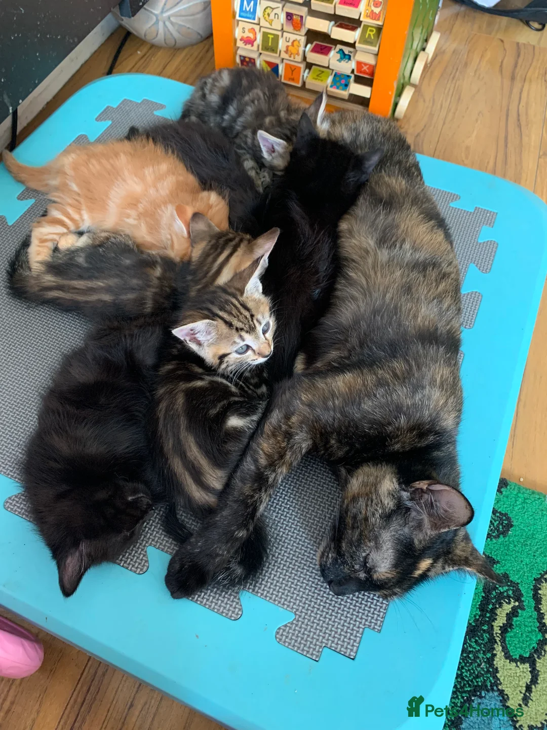 Mixed Breed cats for sale: Two black kittens for sale in Totnes - Advert 1