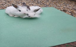 Mini Lop rabbits for sale: Beautiful Minilop Rabbit Male and female for sale - Advert 2