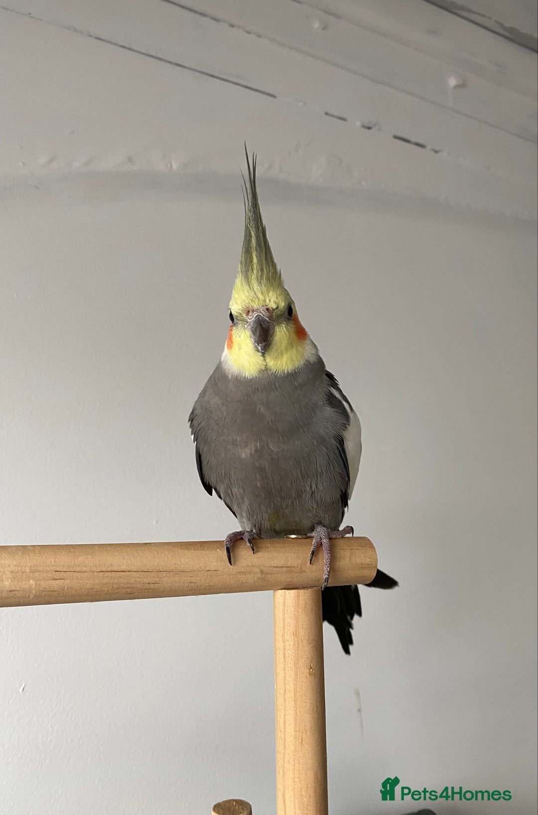 Cockatiels birds for sale: hand tamed cockatiel  - Advert 3