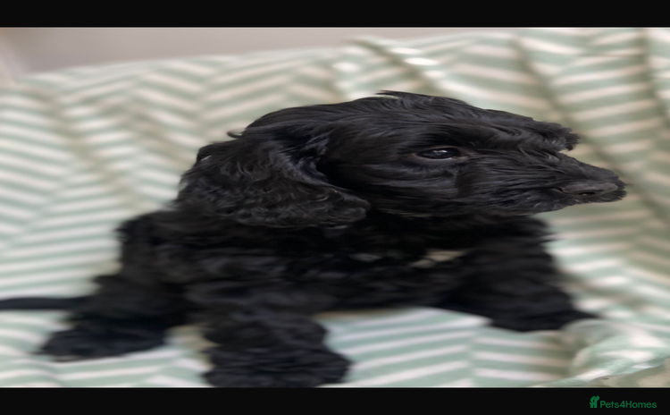 Cockapoo dogs - Advert 1