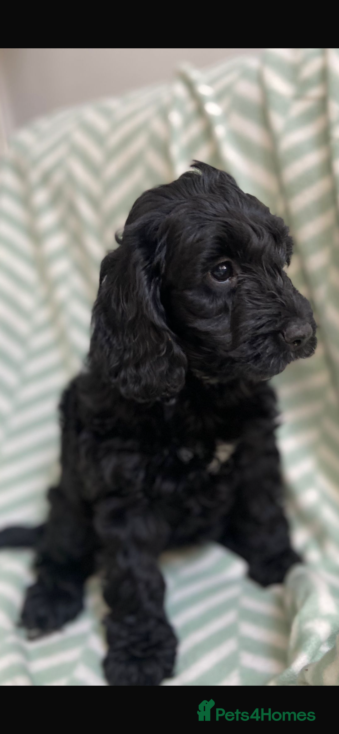 Cockapoo dogs for sale: Beautiful Black Cockapoo Pups - Image 1