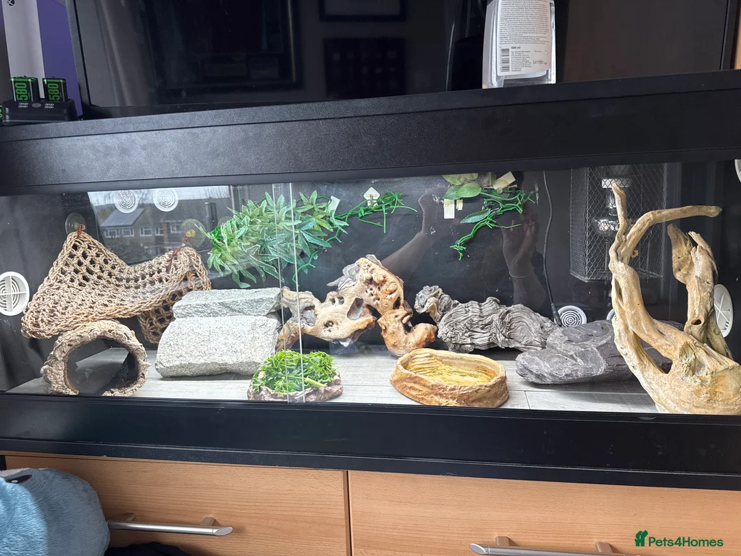 Bearded Dragon reptiles for sale: Bearded dragon  in Yateley - Advert 4