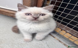 British Shorthair cats for sale: British shorthair GGCF Blue colourpoint kittens  - Image 16