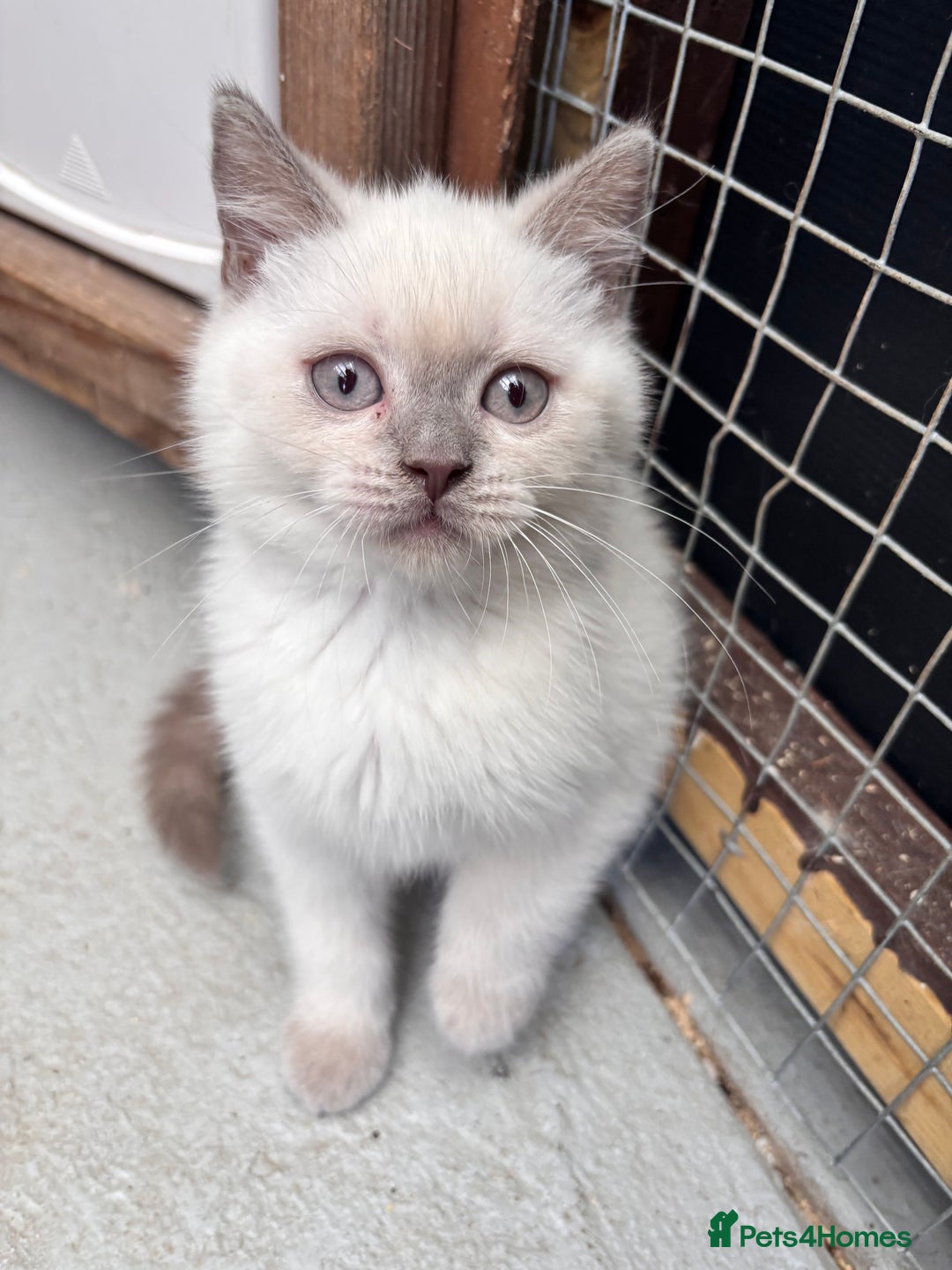 British Shorthair cats for sale: British shorthair GGCF Blue colourpoint kittens  - Image 16