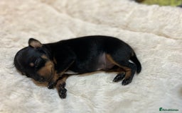 Miniature Pinscher dogs for sale: Gorgeous MinPin Puppies-Ready from 8th Dec! - Advert 3
