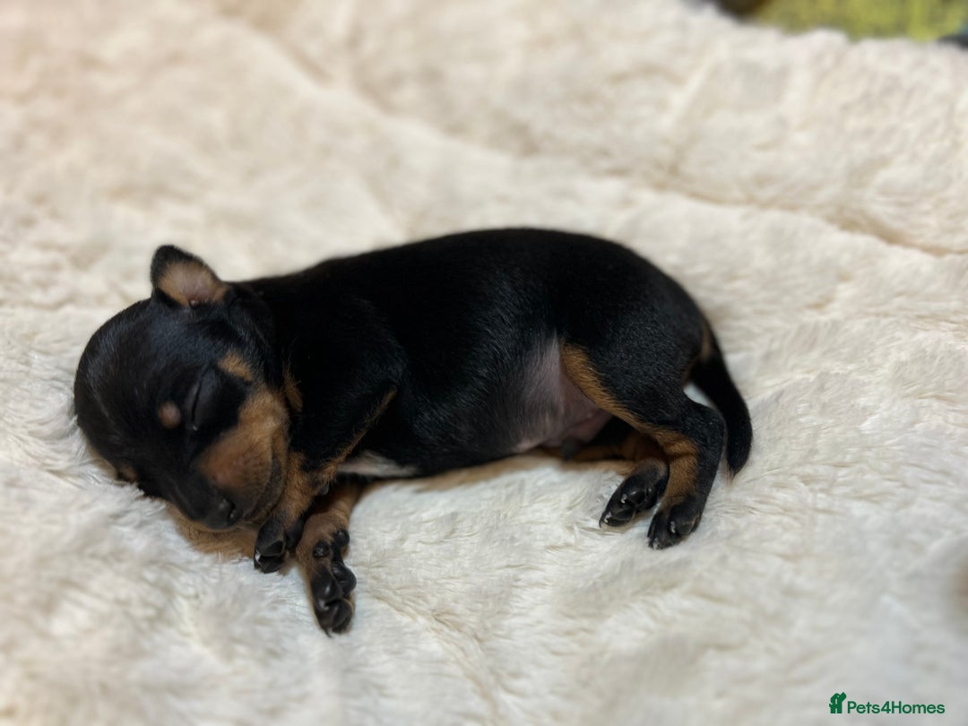 Miniature Pinscher dogs for sale: Gorgeous MinPin Puppies-Ready from 8th Dec! - Advert 3