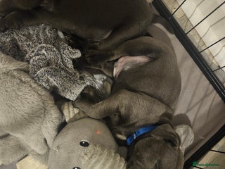 Staffordshire Bull Terrier dogs Last boy KC Staffordshire BullTerrier 💙Bullscaff - Advert 6