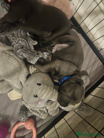 Staffordshire Bull Terrier dogs Last boy KC Staffordshire BullTerrier 💙Bullscaff - Advert 1