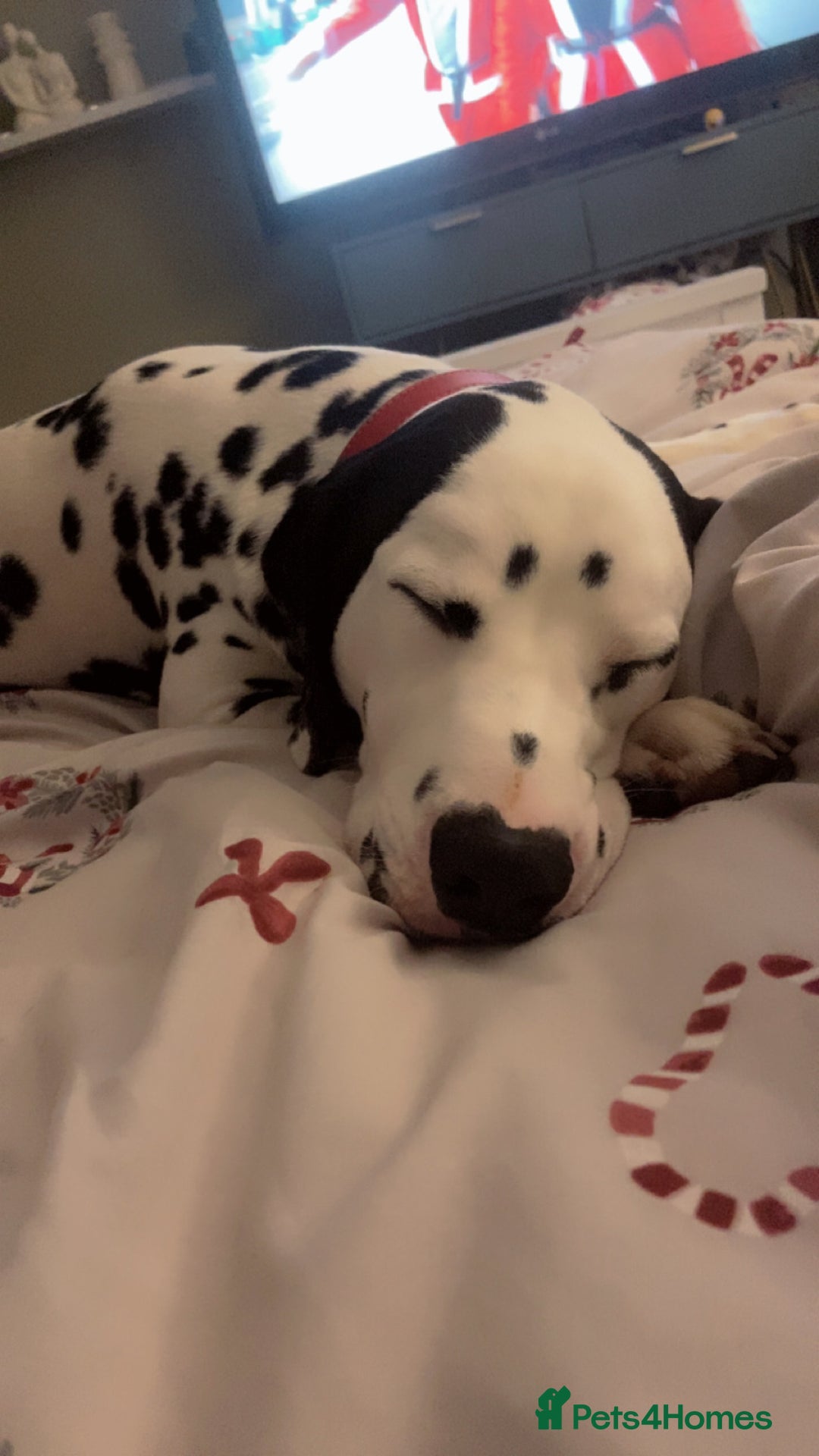 Dalmatian dogs for sale: 10 month old dalmation  - Advert 1