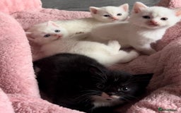 Mixed Breed cats for sale: Sweet kittens need a loving home - Image 1