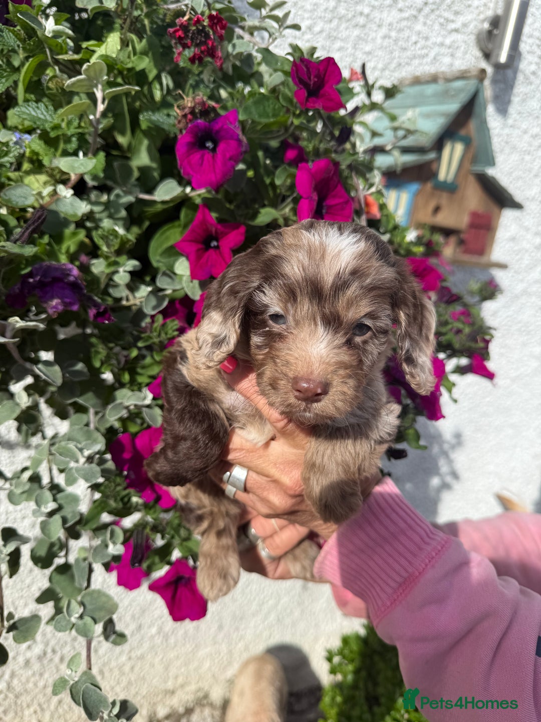 Cockapoo dogs for sale: Ready now Cracking F1 Cockapoos - Image 17