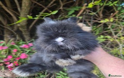 Angora rabbits for sale: The cutest black beauties 🖤 - Image 18