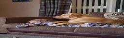 Labrador Retriever dogs for sale: 3 year old female labrador in Barnsley - Advert 10