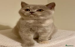 British Shorthair cats for sale: Champion line kittens  - Advert 16