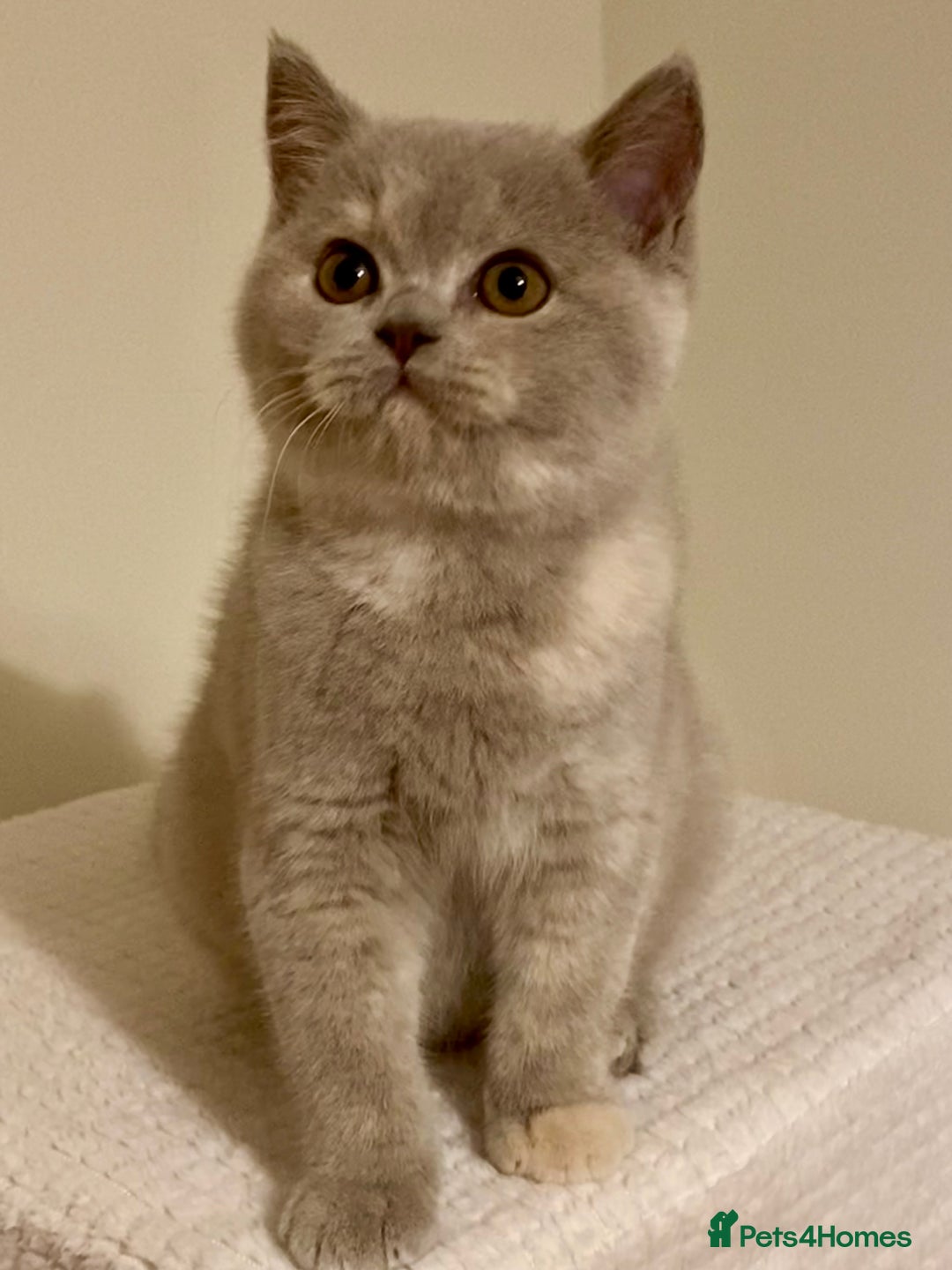British Shorthair cats for sale: Champion line kittens  - Advert 16