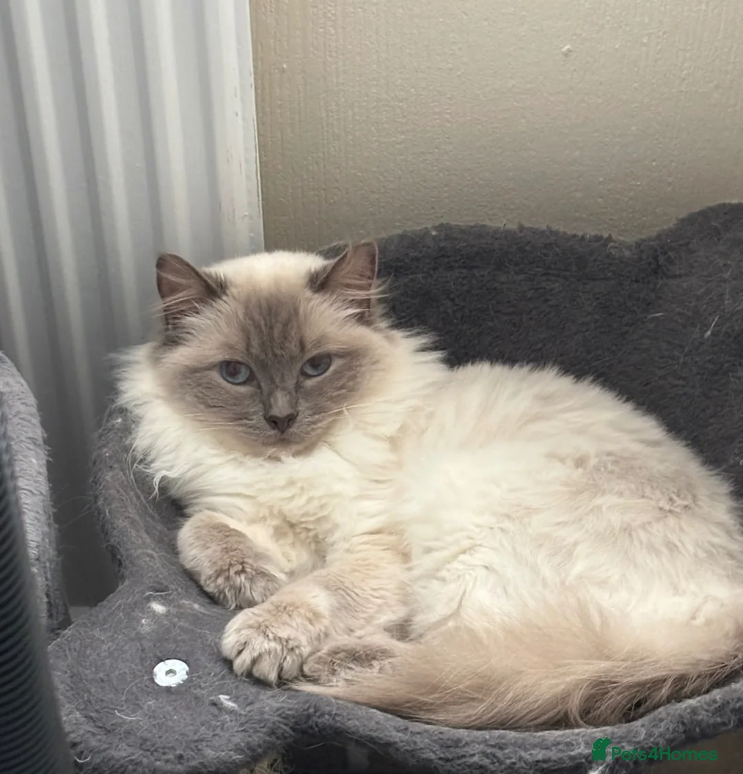 Ragdoll cats for sale: Ragdoll sisters - Advert 6