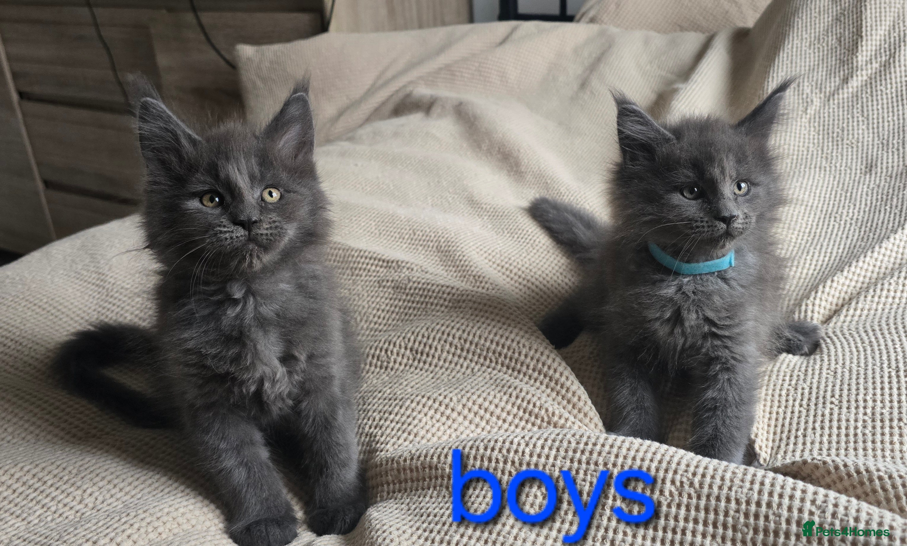 Maine Coon cats Maine coon kittens  - Advert 10