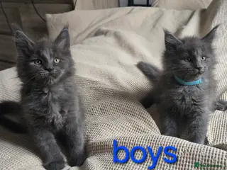 Maine Coon cats Maine coon kittens - Advert 10