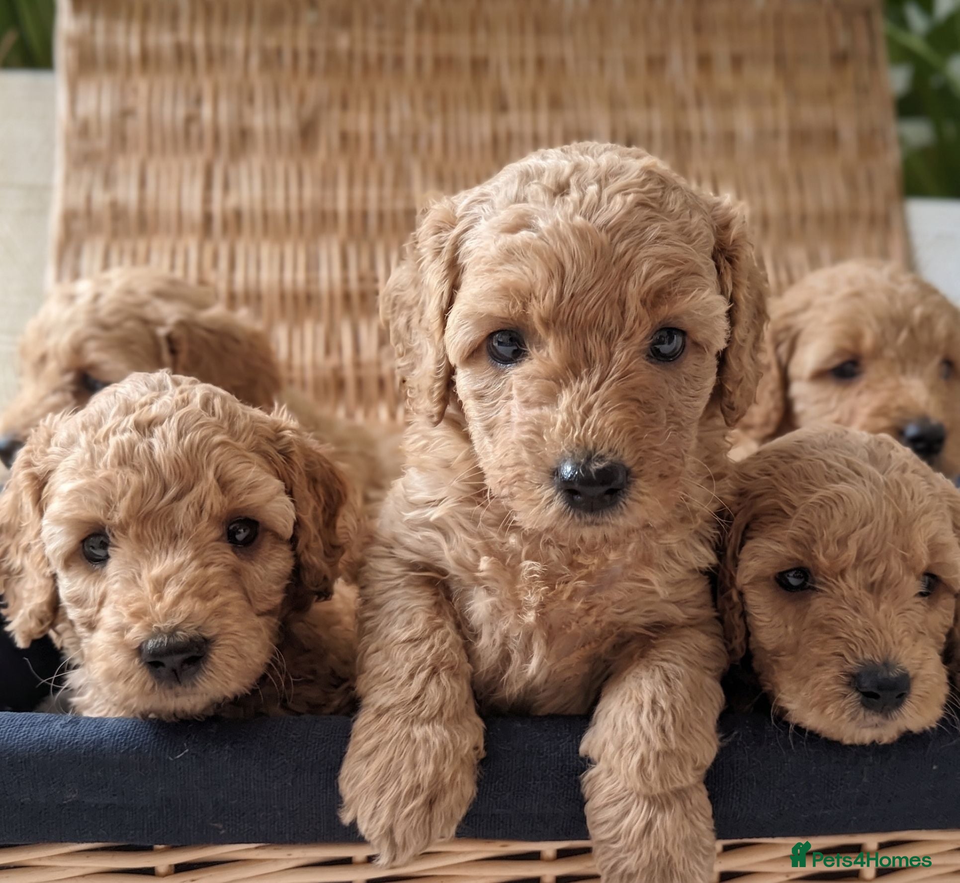 Miniature Poodle dogs KC Registered Red & Apricot Miniature Poodles - Advert 1
