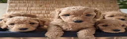 Miniature Poodle dogs for sale: KC Registered Red & Apricot Miniature Poodles - Advert 4