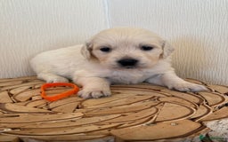 Golden Retriever dogs for sale: Golden retriever puppys - Advert 7