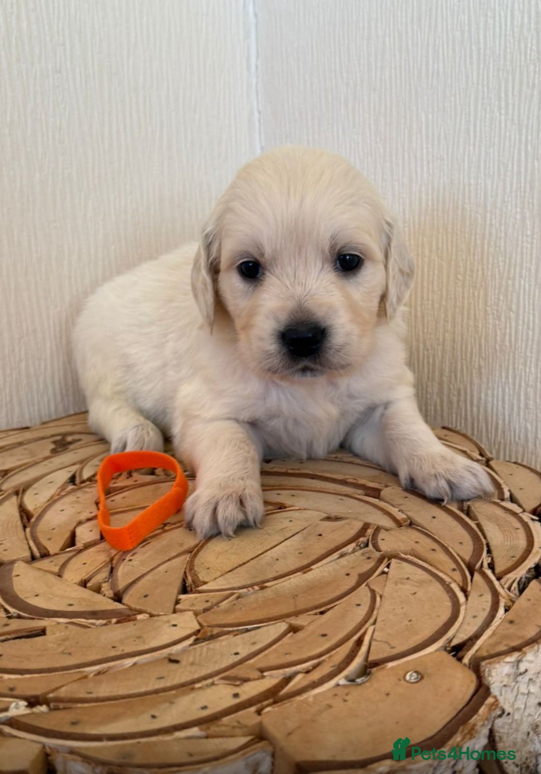 Golden Retriever dogs for sale: Golden retriever puppys - Advert 7