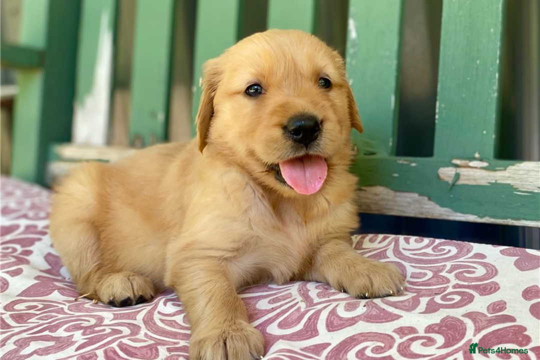 Golden Retriever dogs for sale: Beautiful Golden Retriever Puppies – Family Raised - Image 33