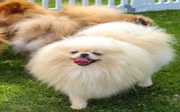 Pomeranian dogs for sale: STUNNING TEDDY BEAR POM 🐻  - Image 3