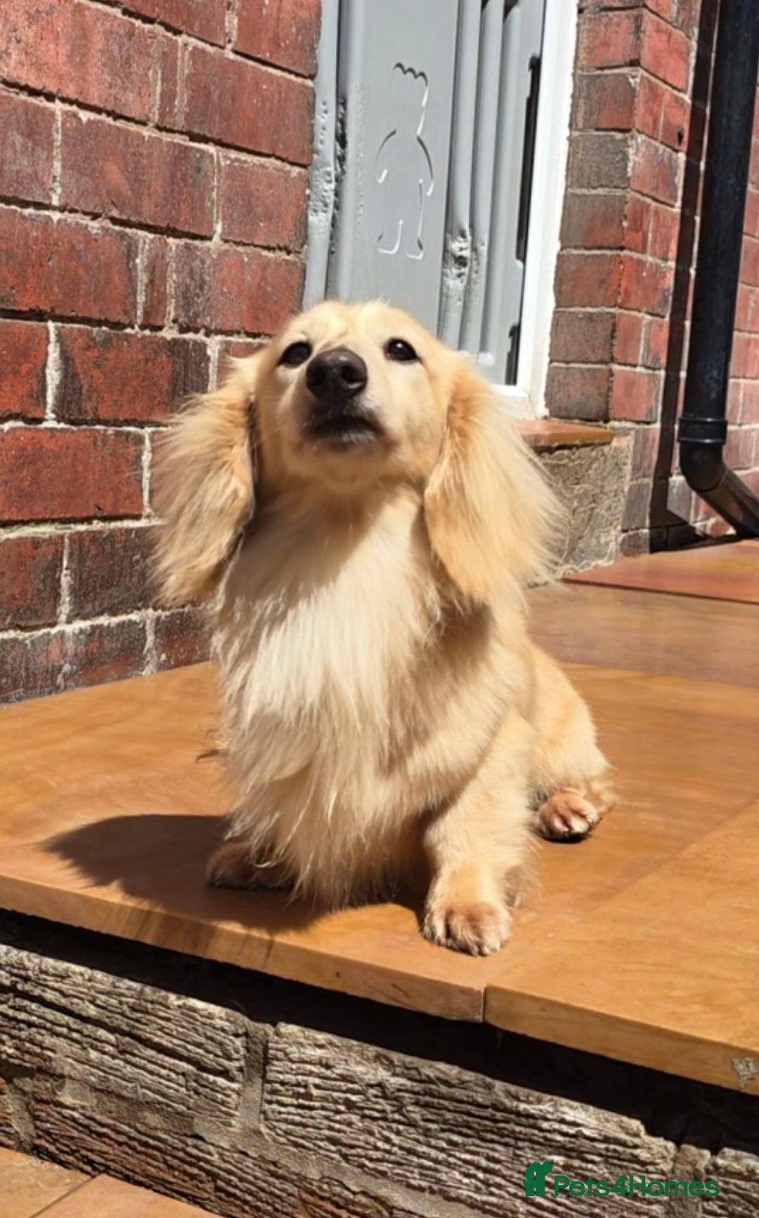 Miniature Dachshund dogs Cream Long-haired miniature Dachshund kc reg - Advert 2