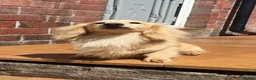 Miniature Dachshund dogs for stud: Cream Long-haired miniature Dachshund kc reg - Advert 7